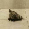 MERCEDES C Class W205 Diff A2053506900 Differential Hinten Ratio 2.64 Manual - Image 5
