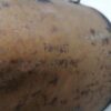 MERCEDES C Class W205 Catalytic DPF A2054901300 OM651 diesel RECHTSLENKER RHD - Image 8